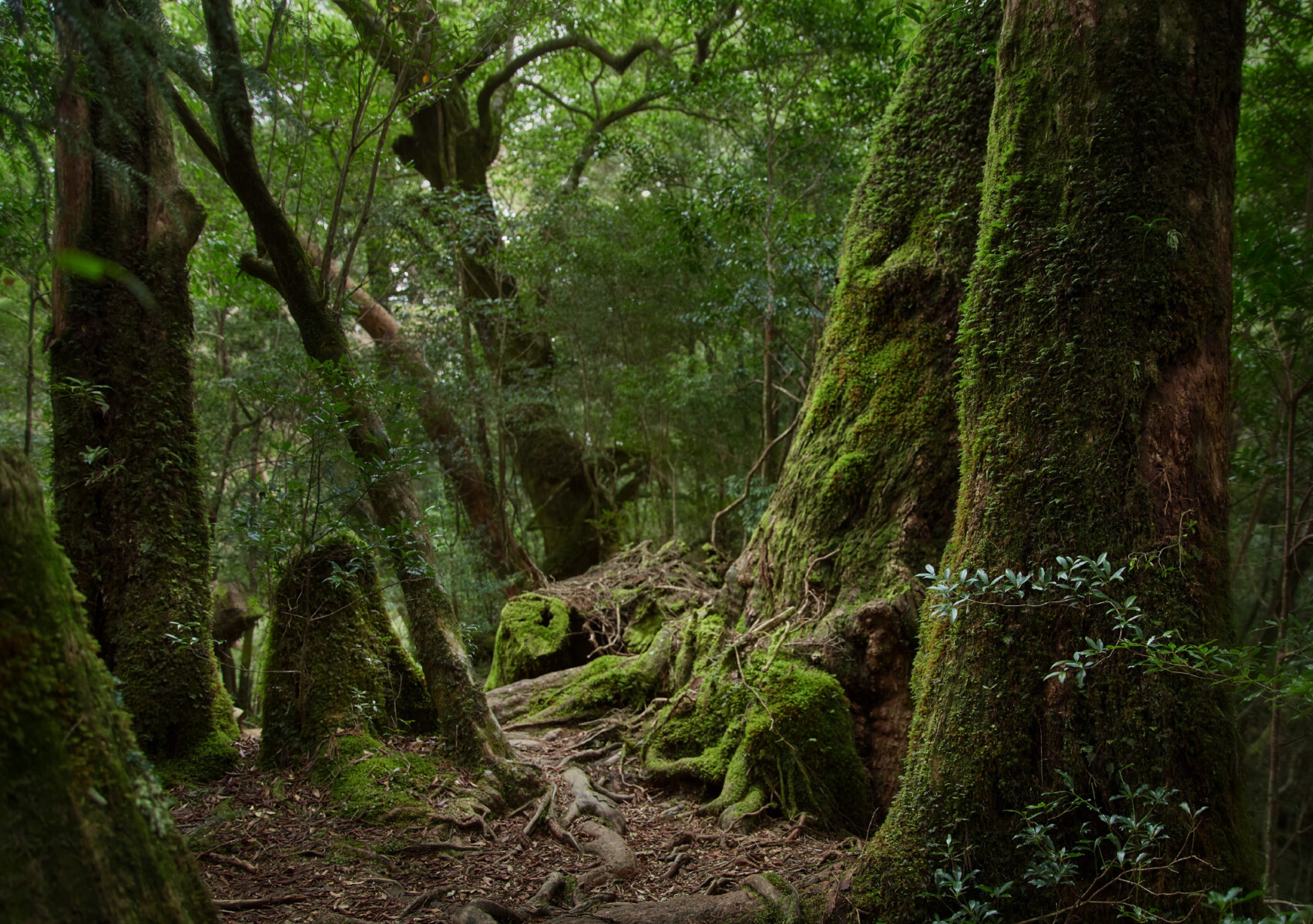 Dense green forest with large moss‑covered trees and twisted roots along a narrow path