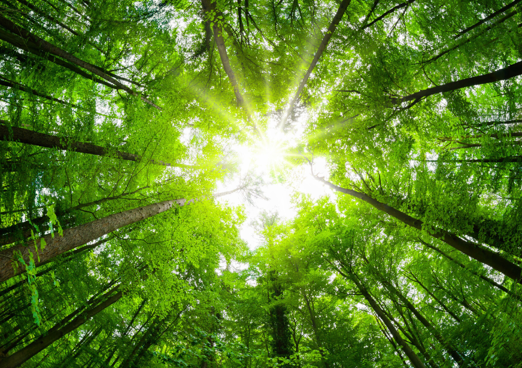 Bright sun shining through tall green trees viewed from below in a lush forest canopy