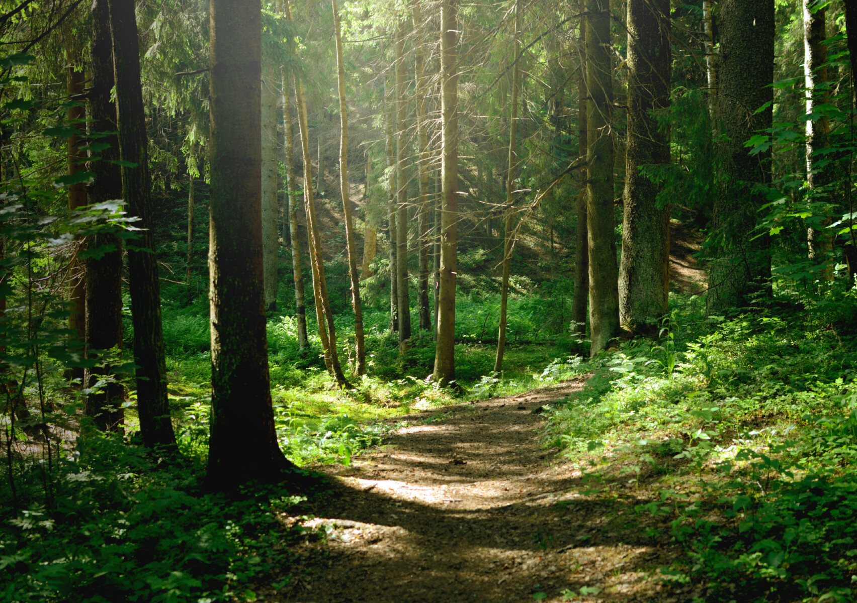 Narrow dirt path winding through tall sunlit trees in a lush green forest