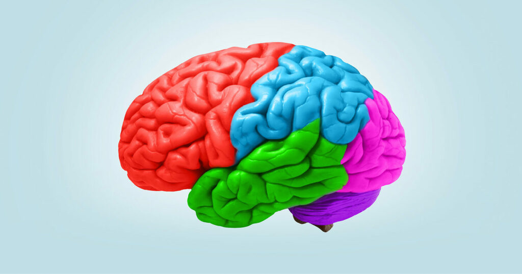 Illustration of a human brain with each region shown in a different bright colour.