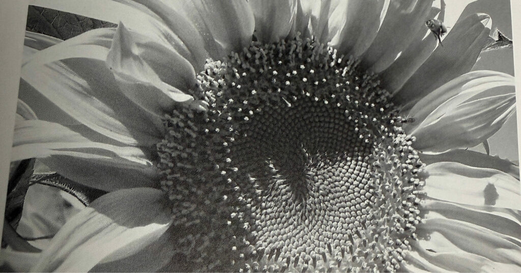 A black‑and‑white image showing a detailed close‑up of a sunflower’s center and petals.